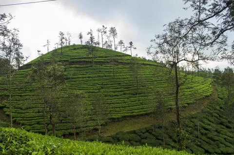 Trees in the middle of tea plantation adding a scenic beauty to the nature Stock Photos