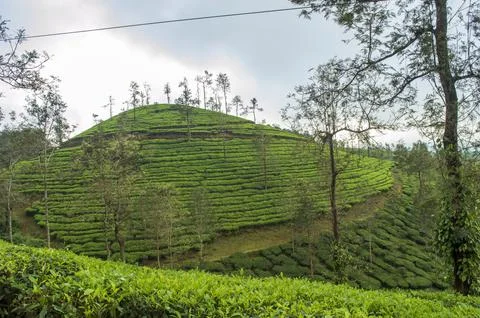 Trees in the middle of tea plantation adding a scenic beauty to the nature Stock Photos