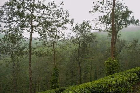 Trees in the middle of tea plantation adding a scenic beauty to the nature Stock Photos