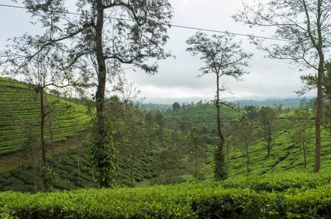 Trees in the middle of tea plantation adding a scenic beauty to the nature Stock Photos