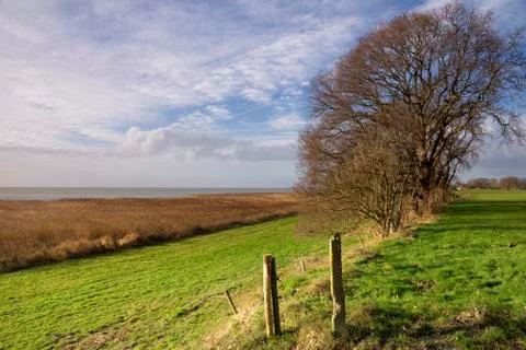 Trees on the Mirnser cliff Stock Photos