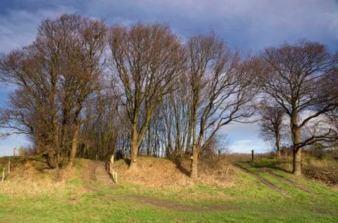 Trees on the Mirnser cliff Stock Photos