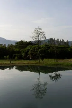 Trees Mirror In water Stock Photos