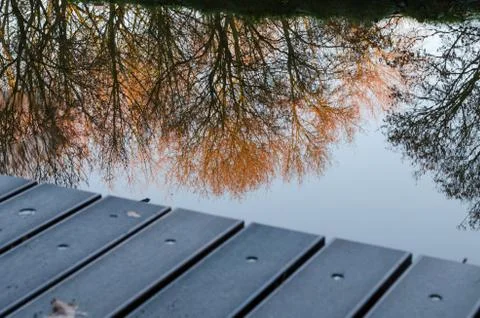Trees mirroring in the lake Stock Photos