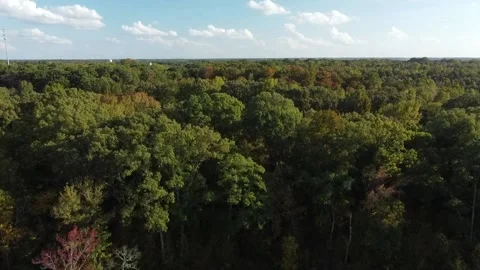 Trees in Mississippi Stock Footage