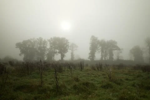 Trees in the mist atnospheric environment 6K Stock Footage 290370794