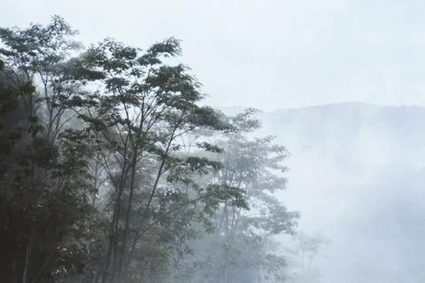 Trees in mist at dawn Stock Photos