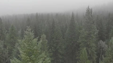 Trees in the mist fly through 스톡 동영상 206569977