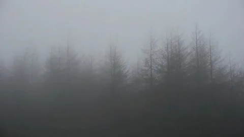 Trees in mist Stock Footage 313531124