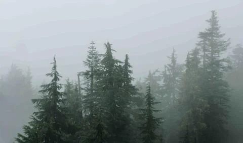 Trees In Mist Stock Photos