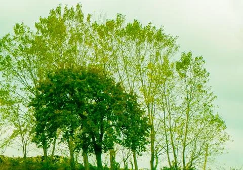 Trees in the mist Stock Photos