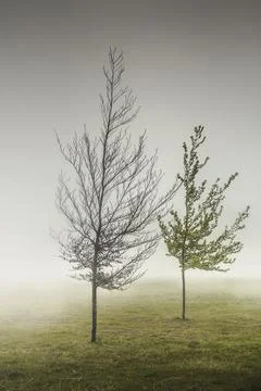 Trees in the mist Stock Photos