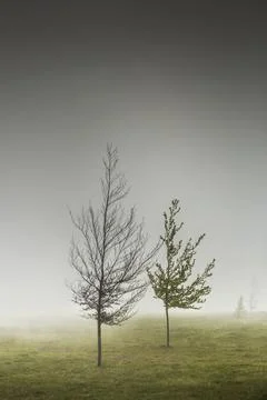 Trees in the mist Stock Photos