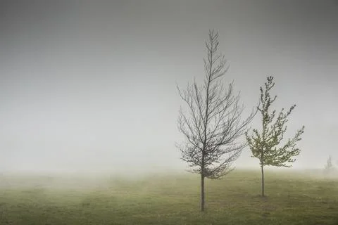 Trees in the mist Stock Photos