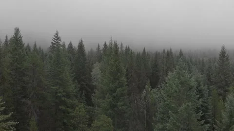 Trees in The Mist side slide 스톡 동영상 206569254