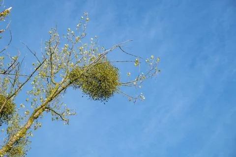 Trees with mistletoe plants in the crown of the trees Stock Photos