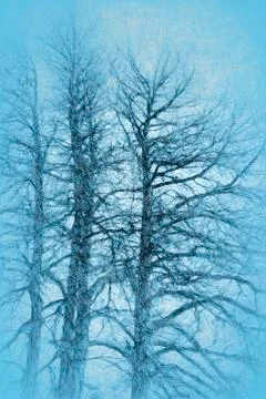 Trees in misty blue Stock Photos