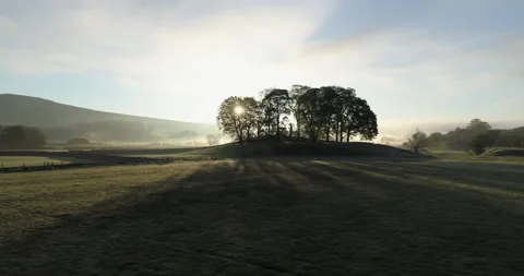 Trees in a misty field Stock Footage 156199162