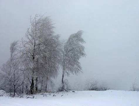 Trees in misty landscape Stock Photos