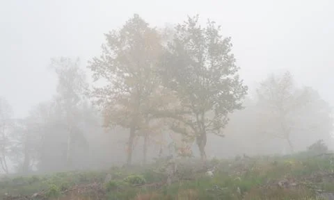 Trees in Misty landscape Stock Photos