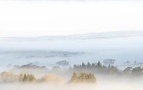 Trees in a misty landscape Stock Photos