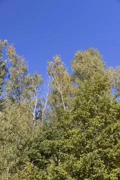 Trees in a mixed forest in the autumn during leaf fall, beautiful trees durin Stock Photos