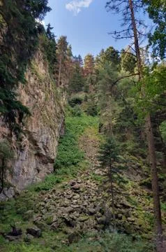 Trees of mixed forest in the mountains Foto stock
