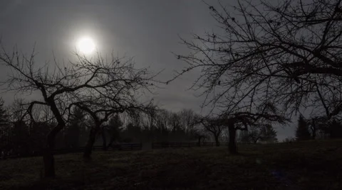 Trees with Moon Timelapse Stock Footage 68732814