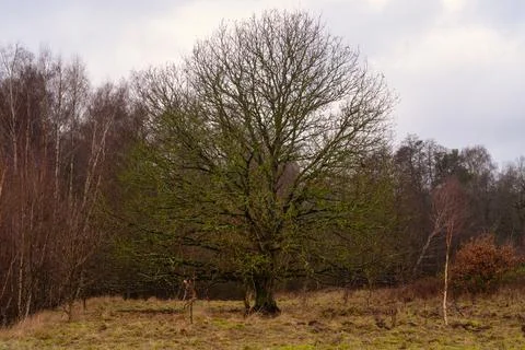 Trees at a moor. A dramatic sky in the background. Picture from Revingehed Foto stock