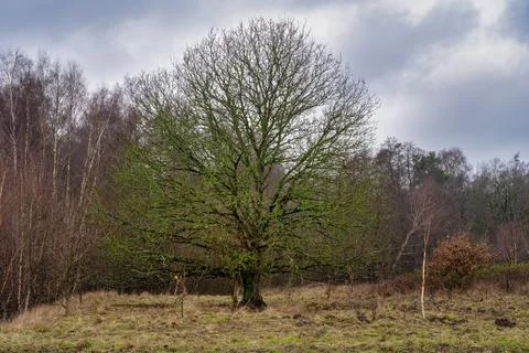 Trees at a moor. A dramatic sky in the background. Picture from Revingehed Stock Photos