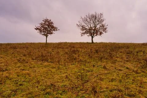 Trees at a moor. Open landscape with a dramatic sky in the background. Picture Stock Photos