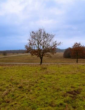 Trees at a moor. Open landscape with a dramatic sky in the background. Picture Foto stock
