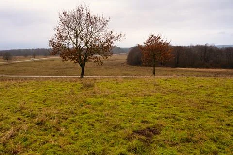 Trees at a moor. Open landscape with a dramatic sky in the background. Picture Stock Photos