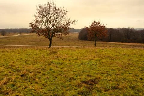 Trees at a moor. Open landscape with a dramatic sky in the background. Picture Stock Photos