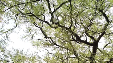 In the trees in the morning Stock Footage 106258492