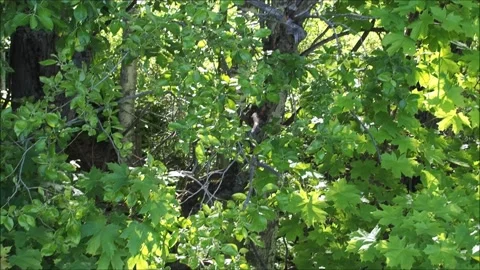 Trees morning Stock-Footage 132666698