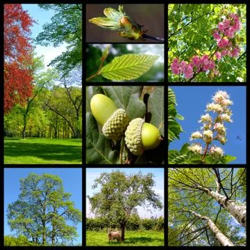 Trees mosaic Stock Photos