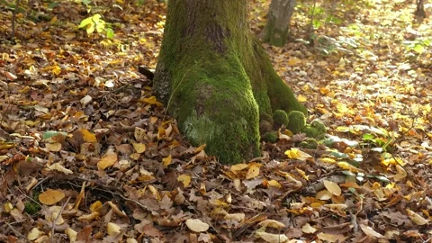Trees with moss in the autumn forest among yellow fallen leaves. Stock Footage 296270715