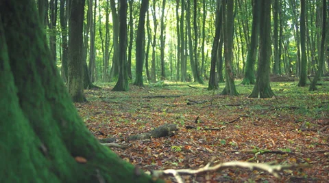 Trees With Moss In A Beech Grove Forest - Steady Shot Video stock 36874650