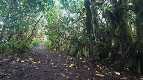 Trees with moss on the bole Stock Footage 117134237