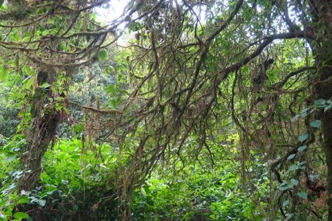 Trees with moss in the forest, mountain top Stock Photos