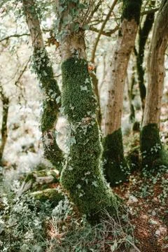 Trees in MOSS in the forest Stock Photos