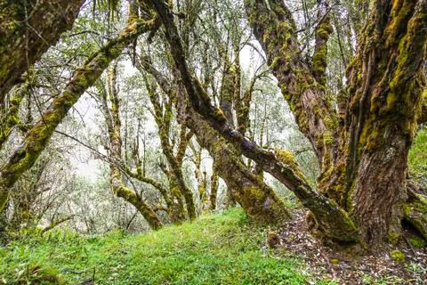 Trees with moss Stock Photos