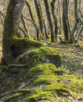 Trees with moss Stock Photos
