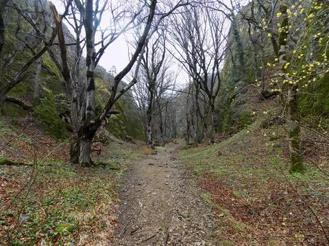 Trees, moss, trail, early spring in the canyon. Birtvisi Canyon, Georgia Stock Photos