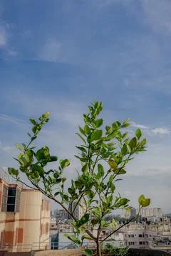 Trees is the most important thing in our whole life Stock-Fotos