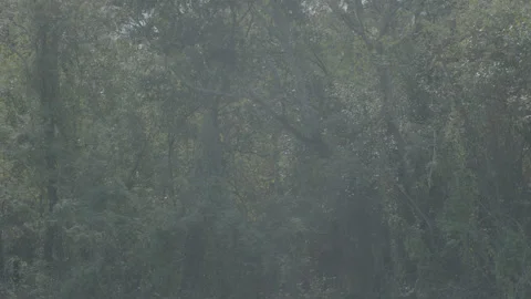 Trees in the mount Video stock 139849871