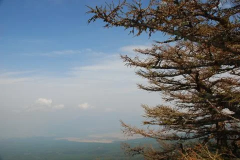 Trees on Mount Fuji Stock Photos