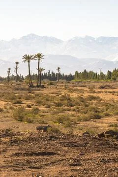 Trees with a mountain in the background Stock Photos