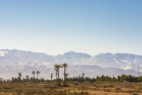 Trees with a mountain in the background Stock Photos